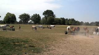 Feeding Time for Michigan Arabian Horses!