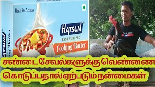 சண்டை சேவல்களுக்கு வெண்ணை கொடுப்பதின் பயன்...