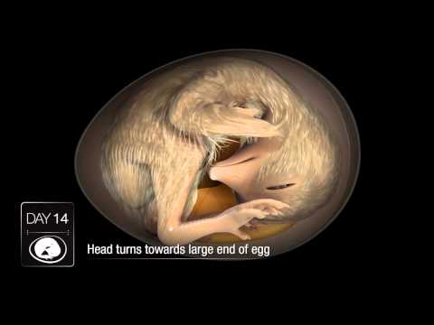 Chicken Embryo Development Chicken Embryo Development