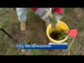 volunteers help bastrop reforestation