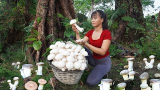 Harvesting Earth Mushroom Grow After Rain Go To Market Sell | Tiểu Vân Daily Life