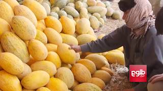 18 Tons Of Kunduz Melons Rot In Tajikistan