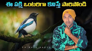 This Bird Will kill You | Top 10 Interesting Facts | Telugu Facts | V R Raja Facts