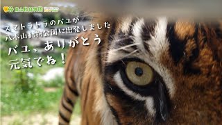 【東山動植物園公式】バユが八木山動物公園に出発しました《 スマトラトラ　トラ 》