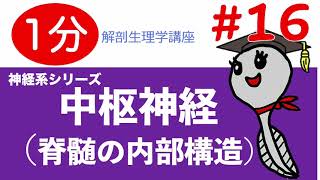 脊髄の内部構造【解剖生理学講座】脳神経16/看護師国家試験対策/勉強法