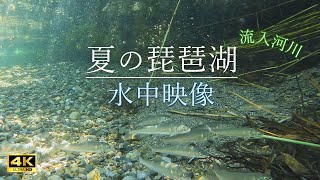 コアユが清流を泳ぐ癒しの水中映像 4K/The underwater footage