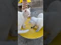 かわいい子猫たちの楽しい遊び 🐱🎾✨ 子猫 かわいい 楽しい