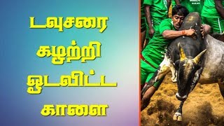 டவுசரை கழற்றி ஓடவிட்ட காளை