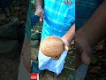 ontrending തേങ്ങ പൊട്ടിക്കാൻ ഇത്ര എളുപ്പമാർന്നോ🥥 how to break coconut easily shorts viral