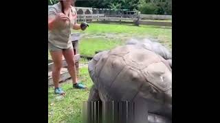 چه لاکپشت بزرگی   big turtle