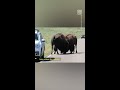 they ll kill you tourists get too close to bison fight at yellowstone