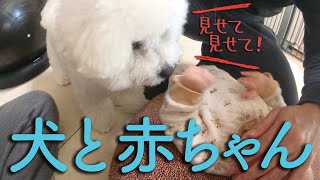 赤ちゃんを舐める犬｜赤ん坊と優しく戯れるビションフリーゼわたまる Dog licks baby