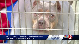 New Florida bill could toughen penalties in animal cruelty cases