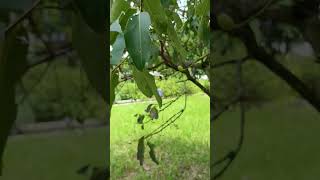 Buah jamblang Kaya Manfaat yang dapat mencegah penyakit jantung, mengurangi risiko diabetes #nature