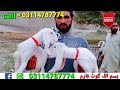 شیرا پرنٹ ابلک راجن پوری بچوں والی بکریاں 03114787774 goat farming in pakistan