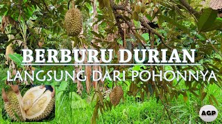 Berburu durian langsung dari pohonnya | Durian Pekalongan | Saung Durian