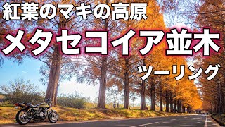 【モトブログ】紅葉のマキノ高原メタセコイア並木ツーリング【ゼットワン】