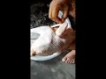 কিভাবে মোরগ পরিষ্কার করবেন।।। how to make clean chicken