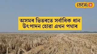 অসমৰ ভিতৰতে সৰ্বাধিক ধান উৎপাদন হোৱা এখন পথাৰ, জানেনে ক’ত আছে এই পথাৰখন? #local18