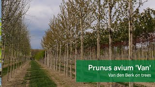 Prunus avium 'Van' - Van den Berk on Trees