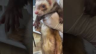 イヴくん歯の検診🪥🦷お口環境整えました#癒し #ferret #ferretlove #フェレット #shorts