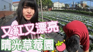 【生活Vlog】善化採草莓，幸運遇到這麼優質的草莓園｜老大我明年還要來這家！