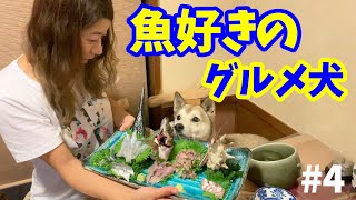 【わんこと和食】伊豆で美味しい魚料理を食べるグルメ犬🐟2019年6月