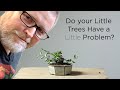 Bonsaify | The Little Problem with Little Bonsai