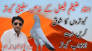 Ustad zaigham faisal k bredar slati kabutar || golden slati kabutar || slati bredar pigeon