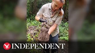 'Toadzilla': Huge cane toad weighing 2.7kg discovered in Australia