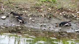 5月鳥　10選　　ツバメ・ヒクイナ・ホオジロ・カワラヒワ・・・　境川遊水地