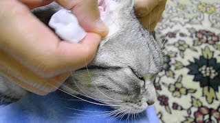 耳かきで気持ち良さげな猫