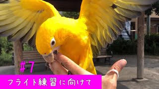 インコの雛のお迎え（７）：フライト練習の下準備