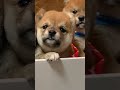 アイプチ疑惑があった頃のちまきちゃん❤️ アイプチ 豆柴 柴犬 子犬　 こいぬ　 puppy