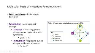 Mutations, Part 2