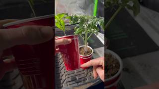 Using the double cup method for tomato and pepper seedlings!