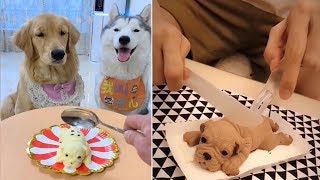 Dog Reaction to Cutting Cake * Funny Dog Cake Reaction Compilation