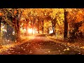 Fallen Leaf Background Video 2