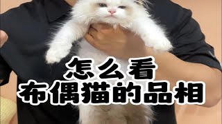 你家猫咪是海双还是蓝双呢？