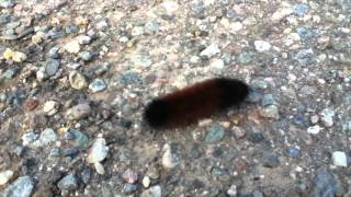 The banded Woolly bear Caterpillar