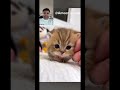 Cute kitten🥰😍😘#shortsfeed #cute #subscribe #cute#kitten #cat#trending#viral short #ameen in uae