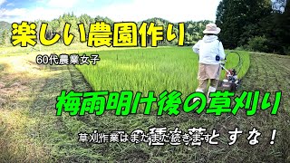 【楽しい農園作り】梅雨明後の草刈り③/ヒエの種を落とすな！/スパイダーモア/刈払い機