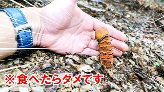 「タケリタケ」が完全にアウトすぎる