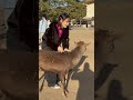 初めての餌やり🇯🇵体験で微笑む観光客 nara park in japan