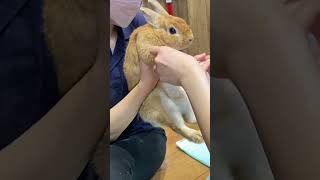 爪切り中に放心状態になるうさぎ#shorts #ウサギ #bunny