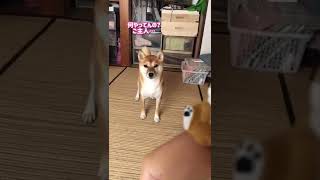 【コント】おもちゃ好きの柴犬がまさかの…【閲覧注意※この動画には障害有の右手が全体的に映っています。苦手な方はブラウザバックを】#柴犬 #shorts #コント #手乗り #おもちゃ