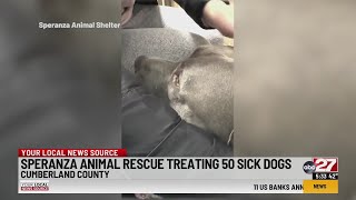 Speranza Animal Rescue treating 50 sick dogs