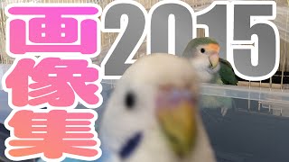 ぱせり\u0026うめ　画像集　セキセイインコ・コザクラインコ　Rosy-faced lovebird 　Agapornis roseicollis 　Budgerigar　Parakeet