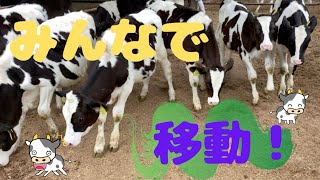 牛たちを大移動してみた！【成長観察】