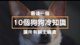 10個狗狗的冷知識 - 最後一個讓所有飼主崩潰